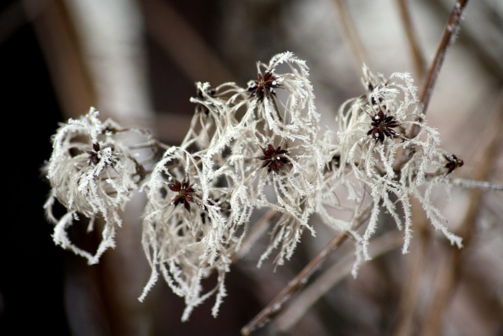 Winter Creeper