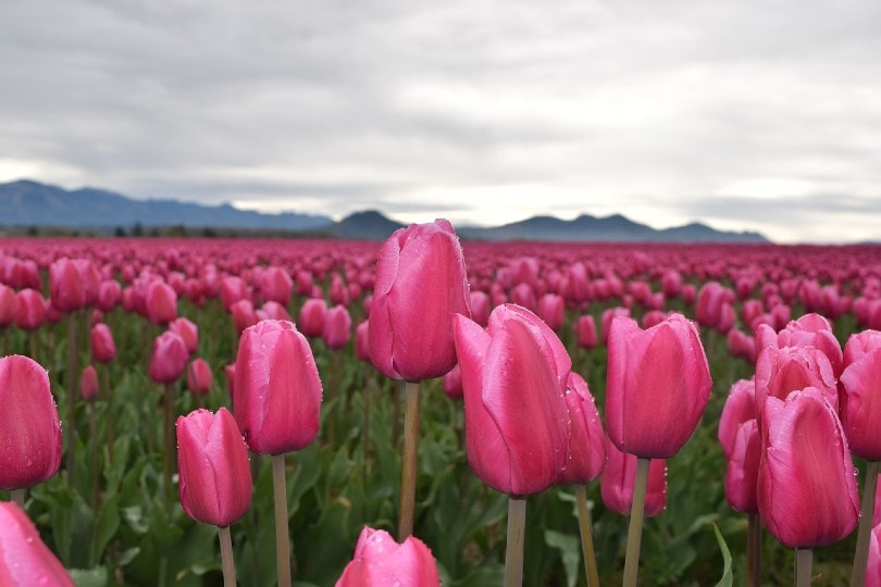 a field of pink tulips