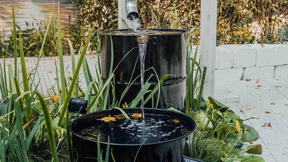 a rain garden