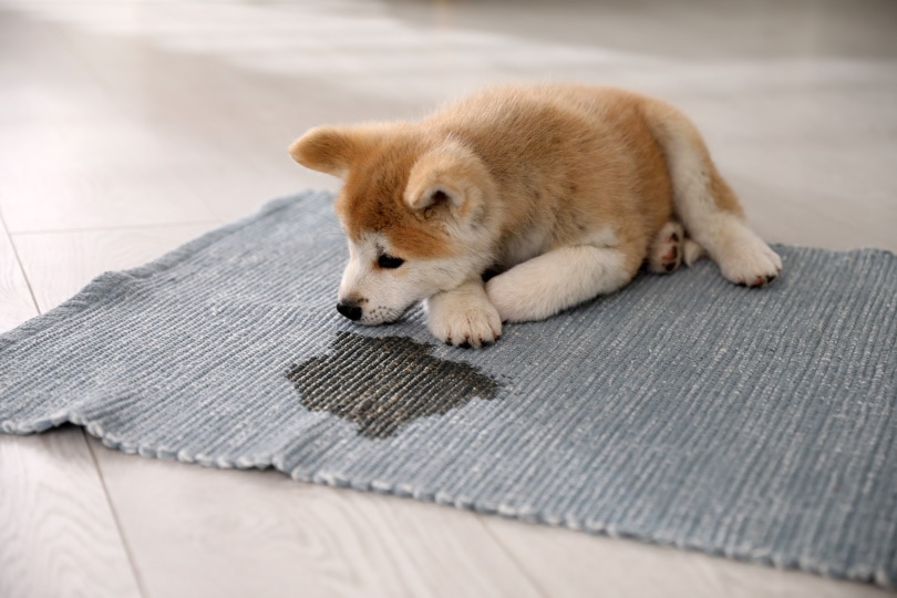 akita inu lying near wet spot