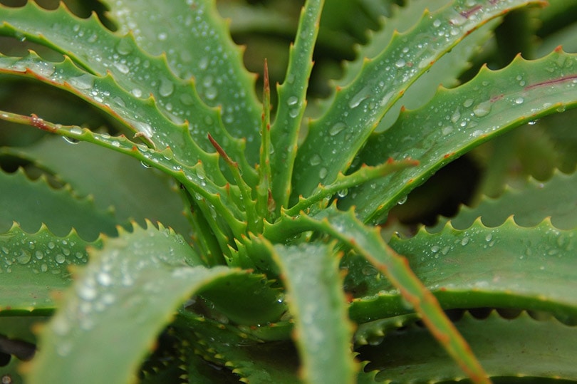 aloe vera plant