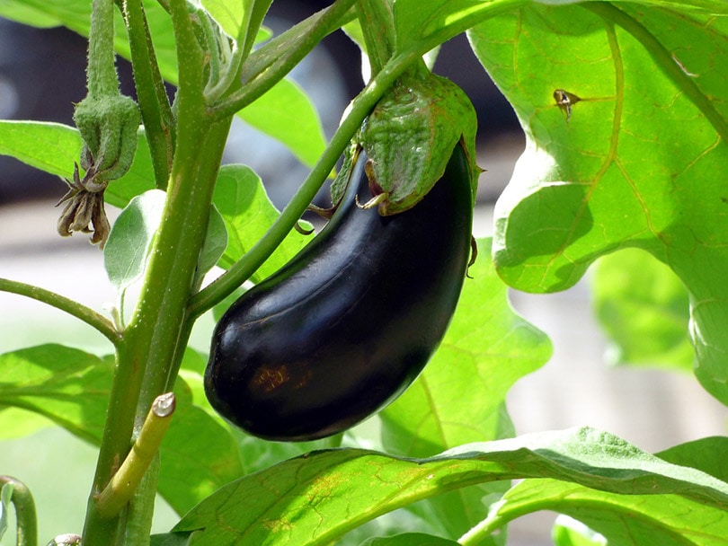 an eggplant
