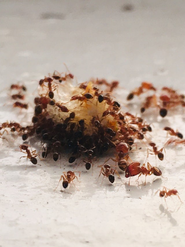 ants eating leftover food
