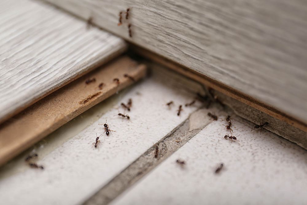 ants on the floor
