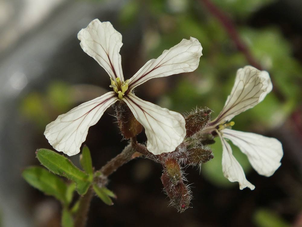 arugula flower close up