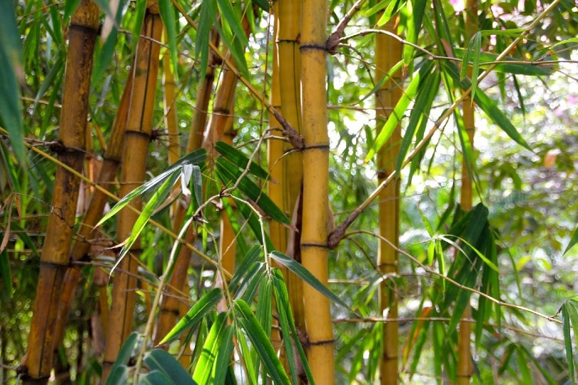 bamboo forest