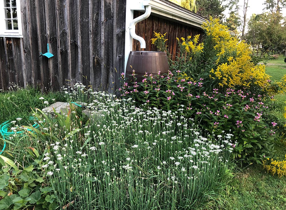 barrel in the rain garden
