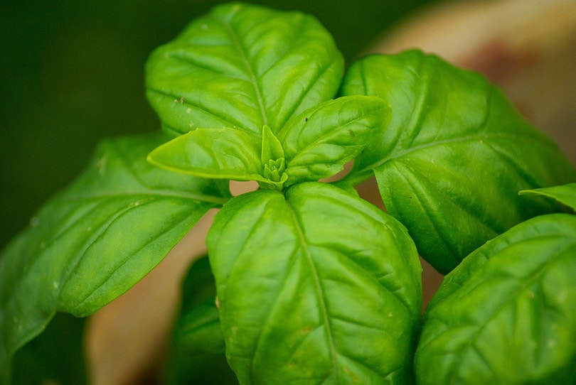 basil plant