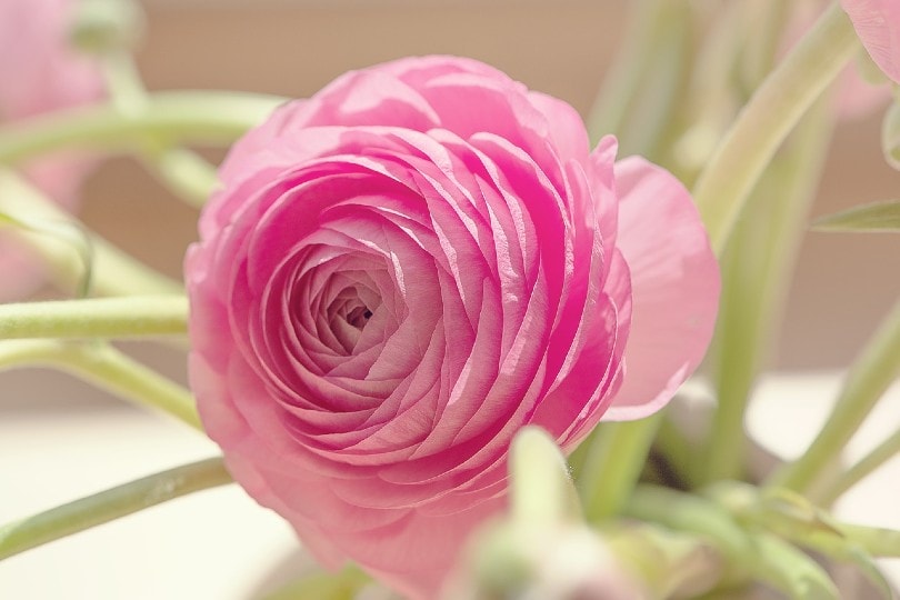 beautiful pink ranunculus flower