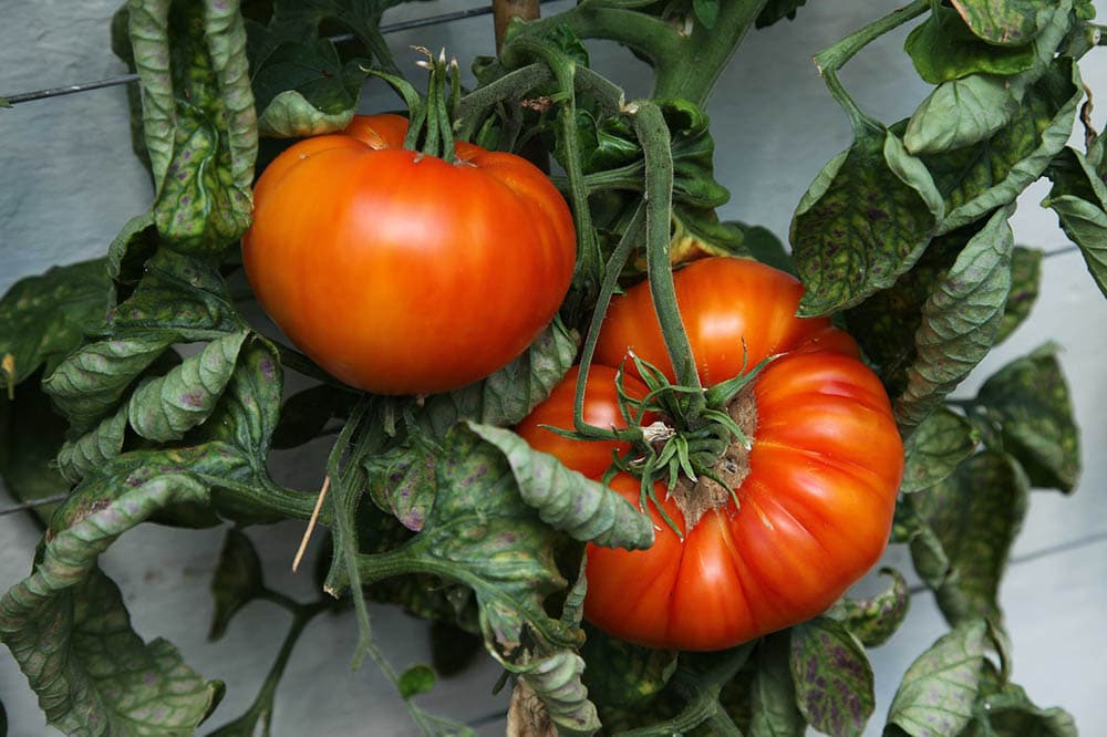 beefsteak tomato plant