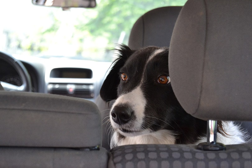 black and white dog in a car