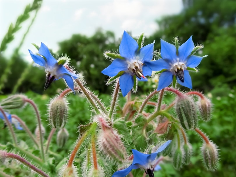 borage flowers