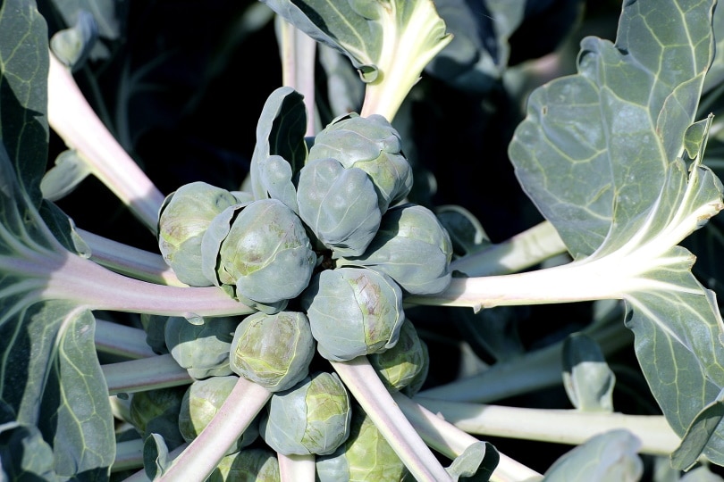 brussels-sprouts