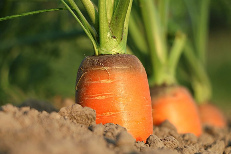 carrots field
