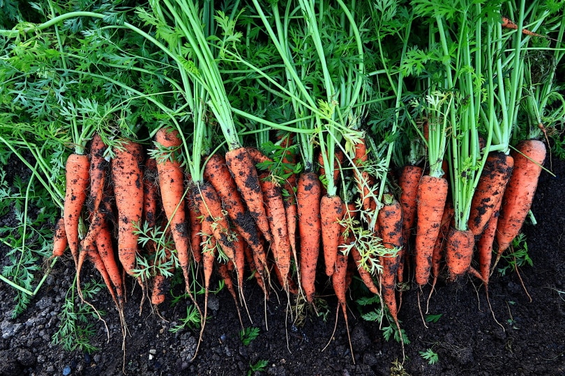 carrots plants