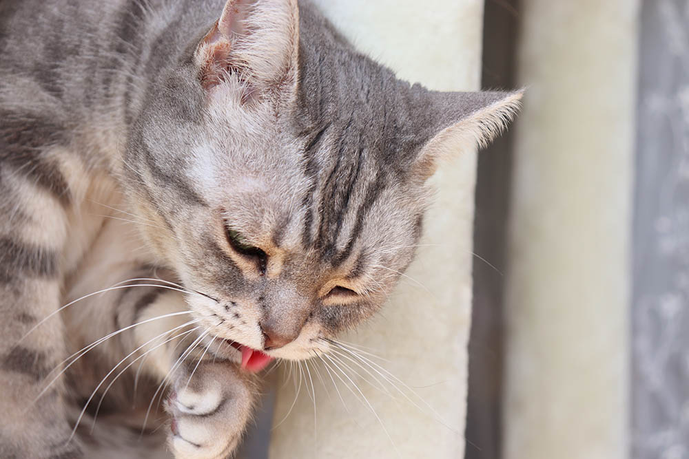 cat vomits