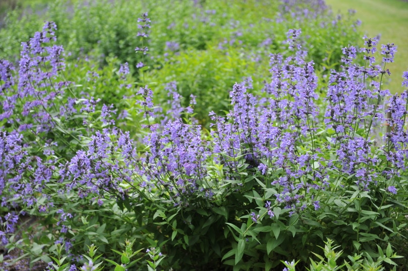 catmint flowers in garden
