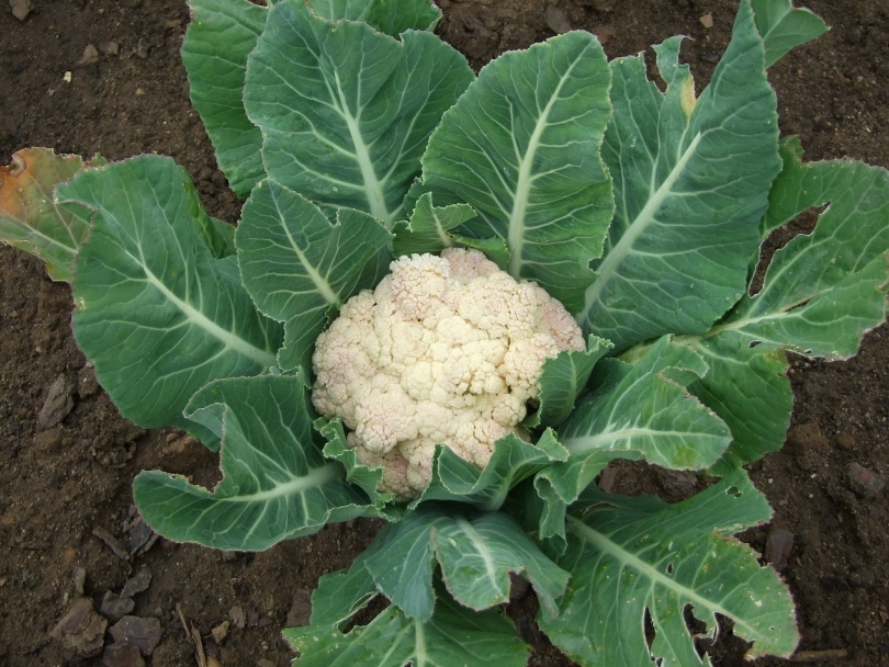 cauliflower plant