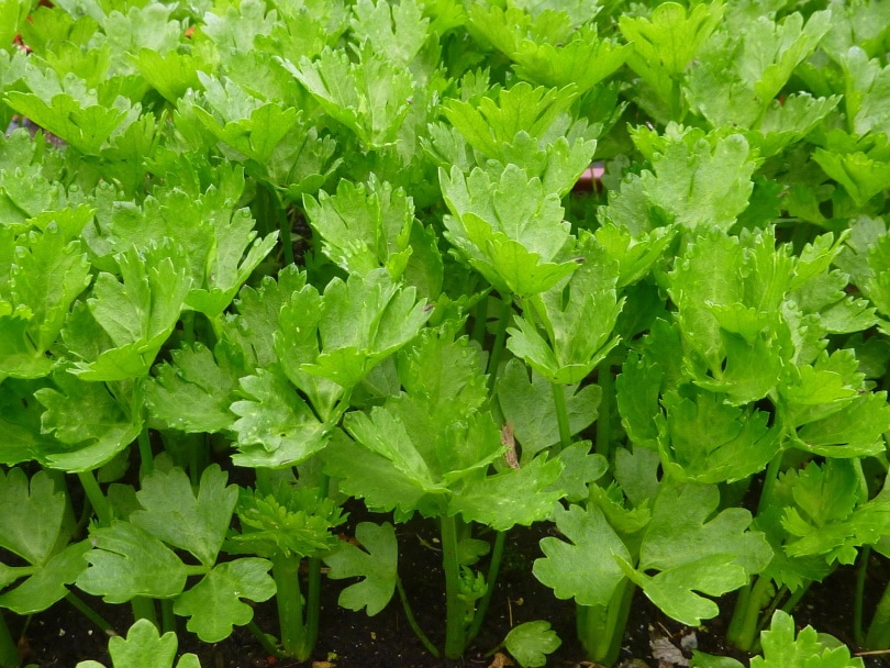 celery