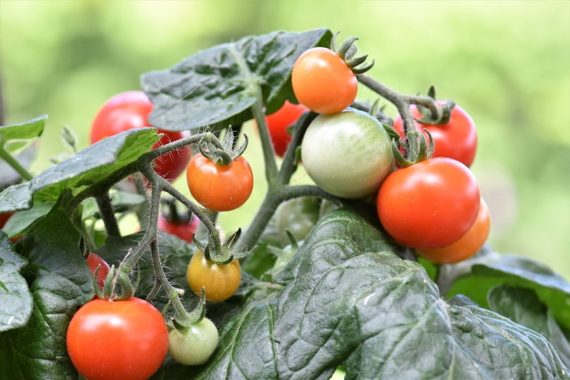 cherry tomatoes
