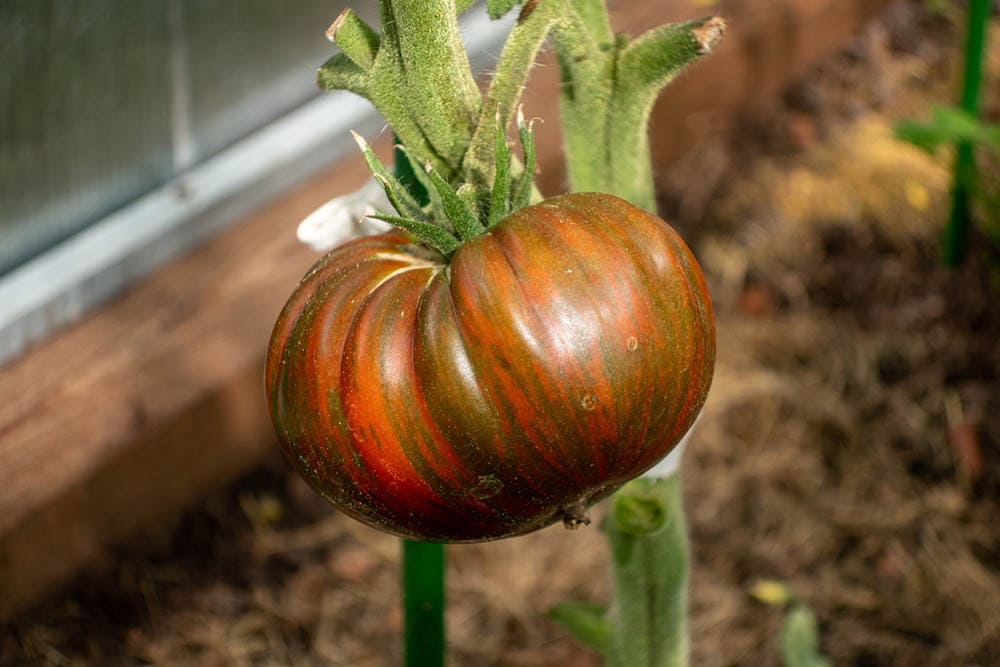 chocolate stripes tomato
