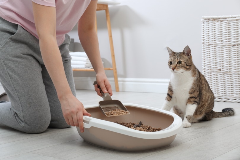 cleaning cat litter tray