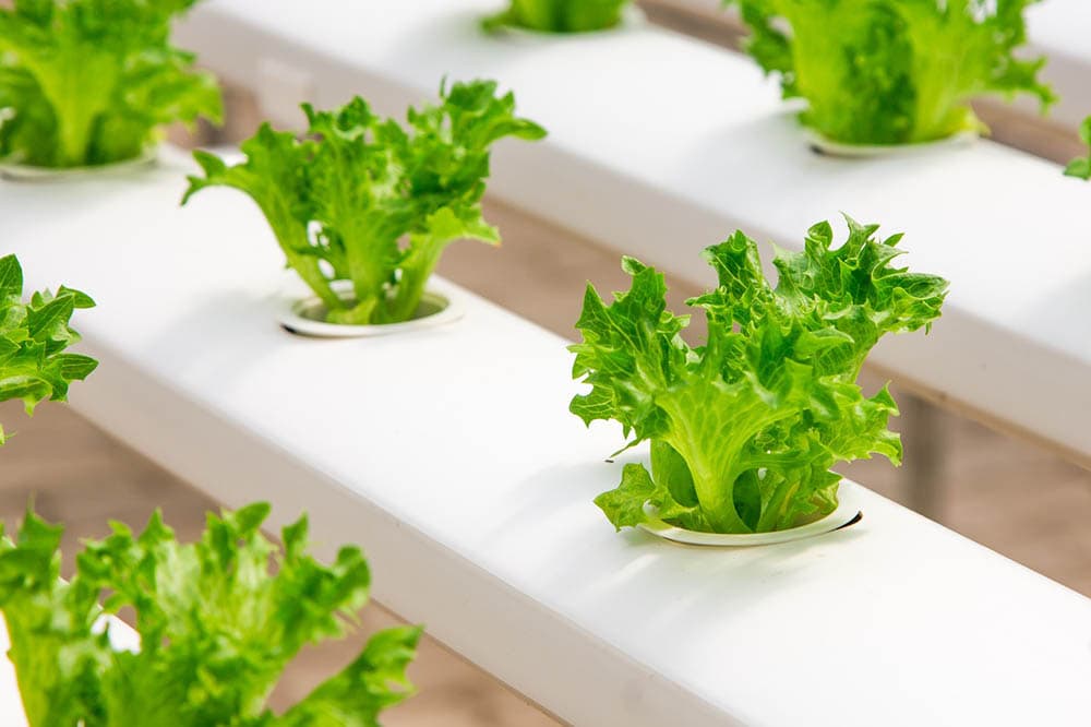 close up hydroponic gardening