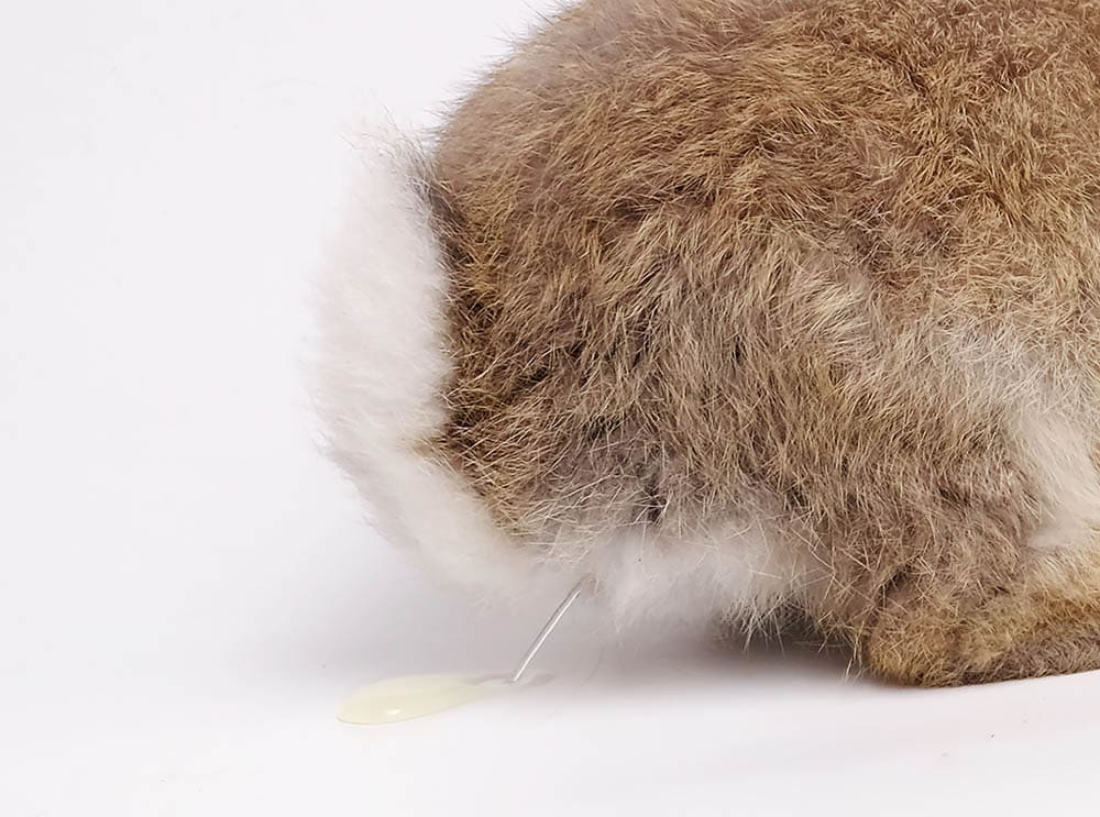 close up rabbit peeing