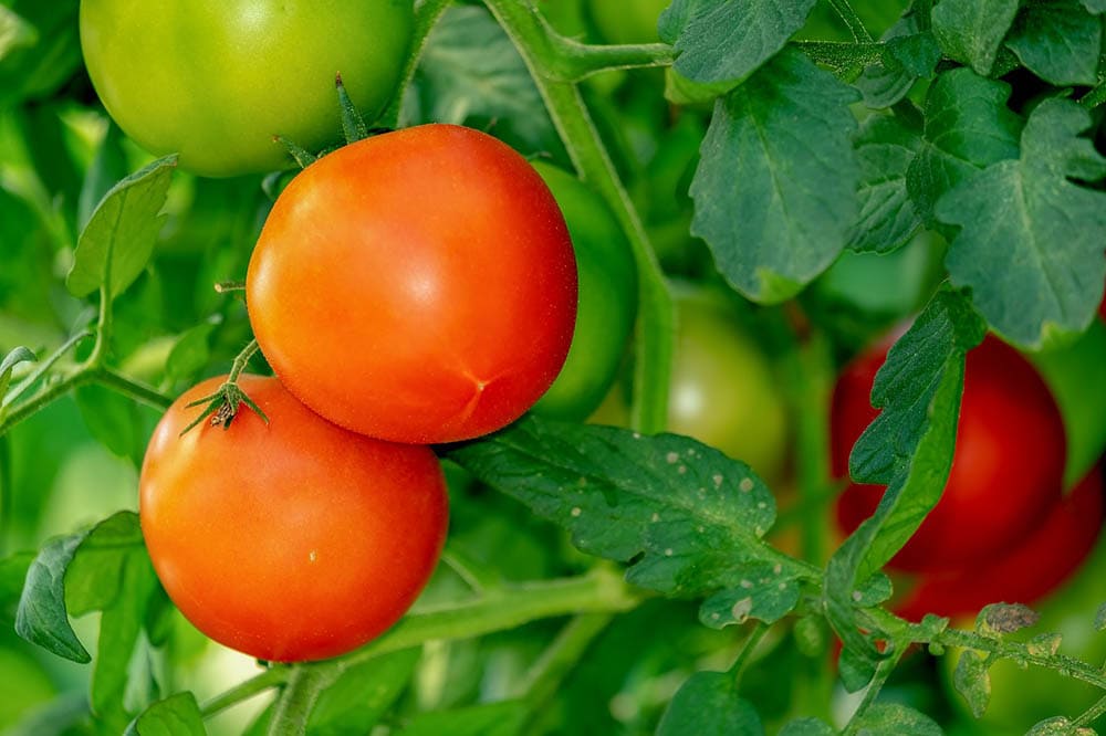 close up tomato plant in the garden