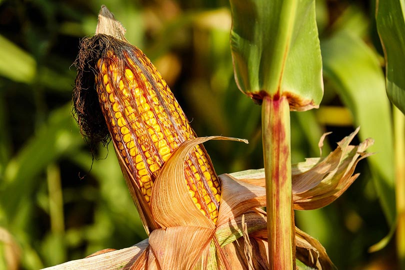 corn field