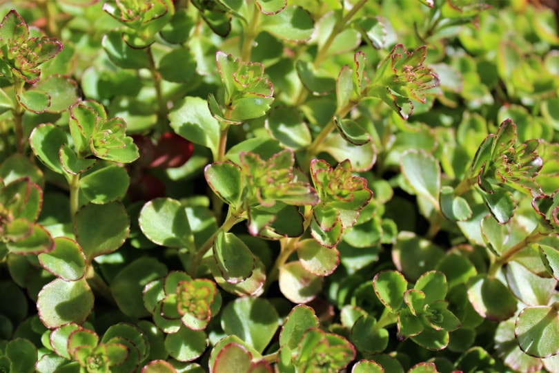 creeping sedum
