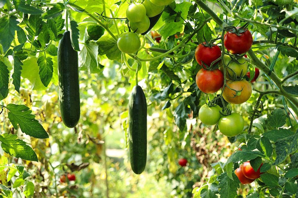 cucumber and tomato plants