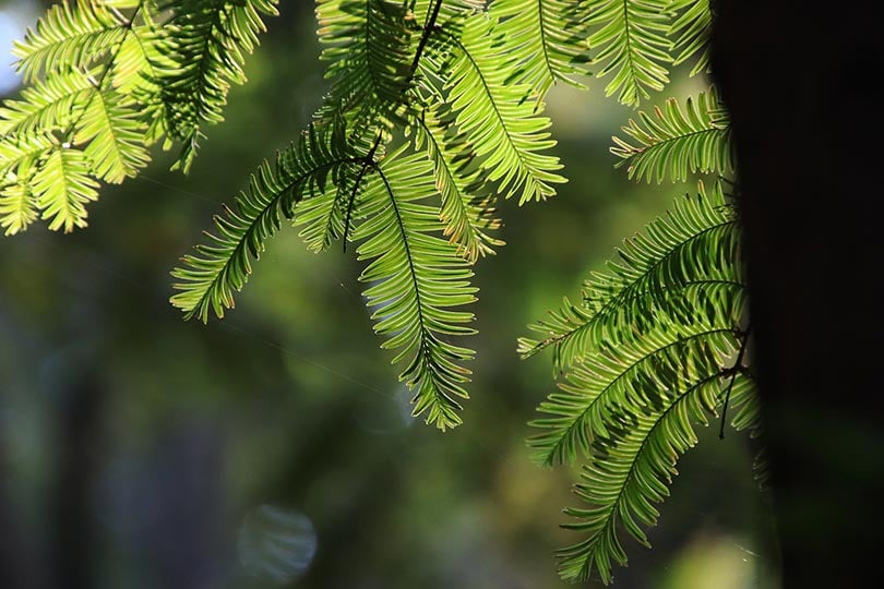 dawn redwood tree