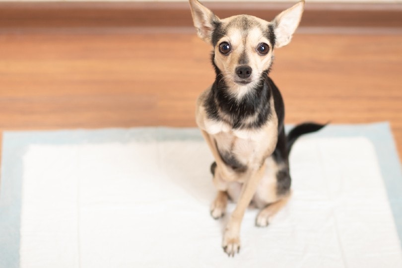 dog being trained to poop on pad