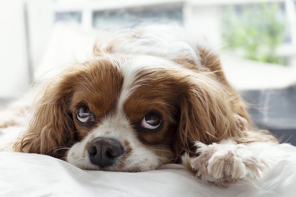dog in bed