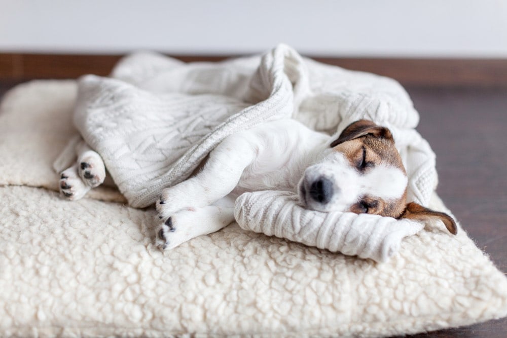 small white dog in dog bed on floor