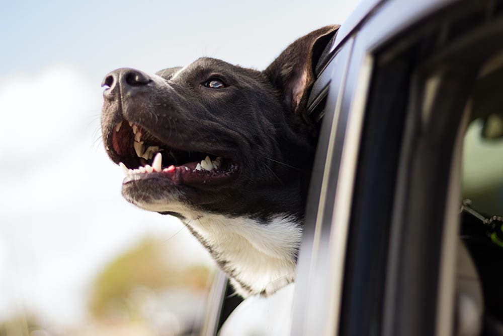 dog looking outside the car window