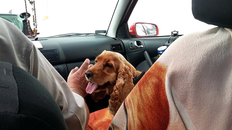 dog panting inside the car