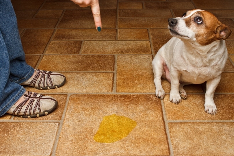 Dog pee on the floor