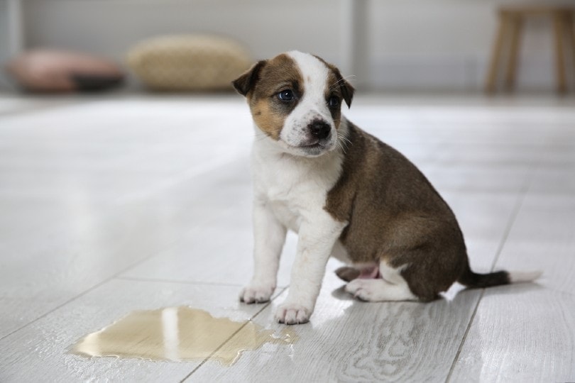 dog pee on wooden vinyl hardwood floor
