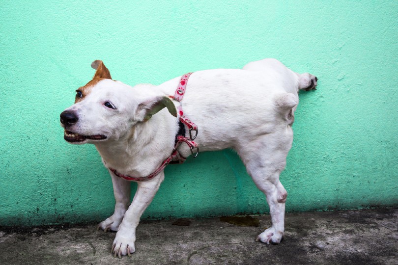 dog peeing on green concrete wall