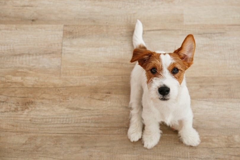 dog sitting on hardwood floor at home