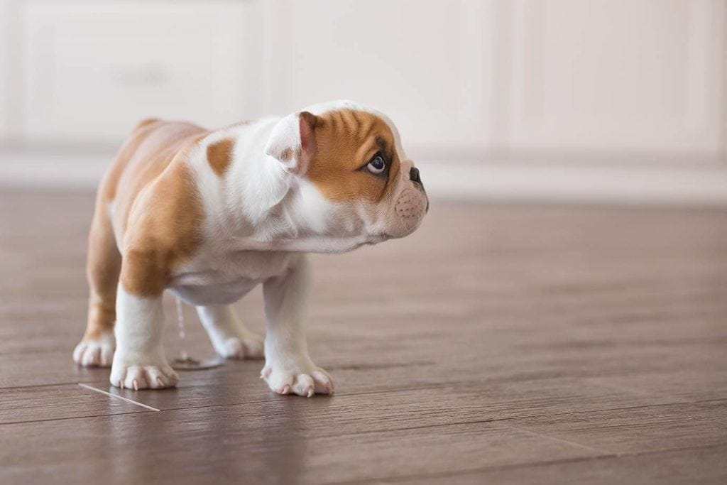 english bulldog puppy peeing on wood hardwood vinyl floor