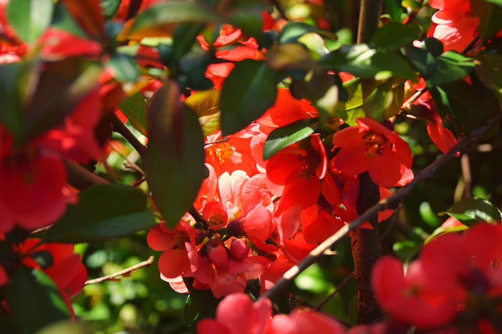 firebush close up