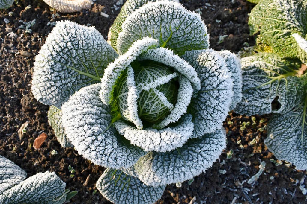 frosted cabbage crop