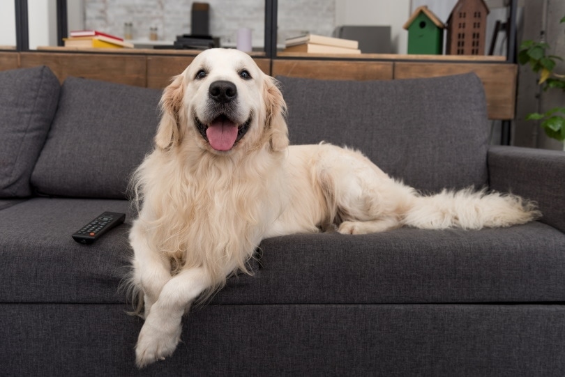 golden retreiver on the couch