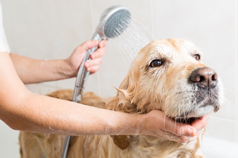 golden retriever dog taking a bath