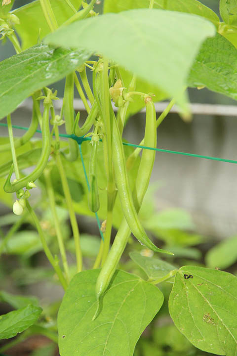 green beans growing on the fence