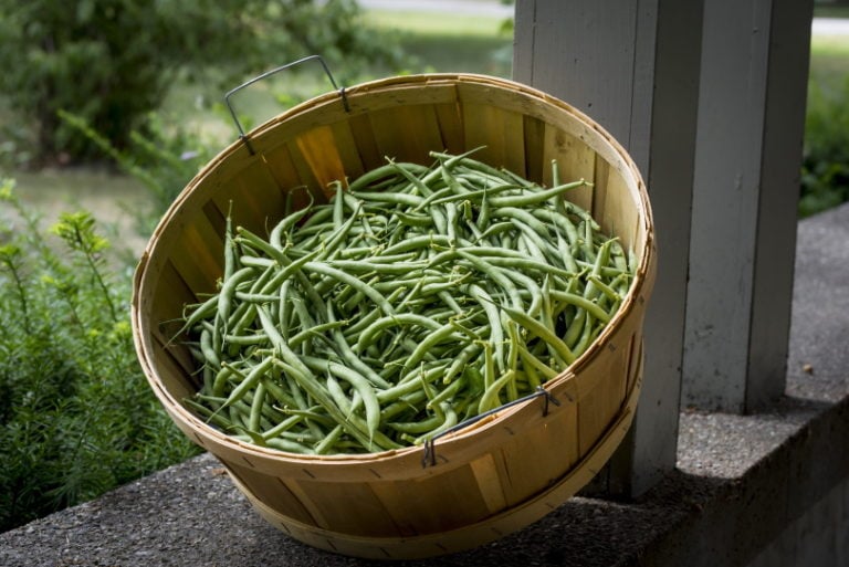 10 Best Vegetables to Grow in Colorado (With Pictures) | Home Grail