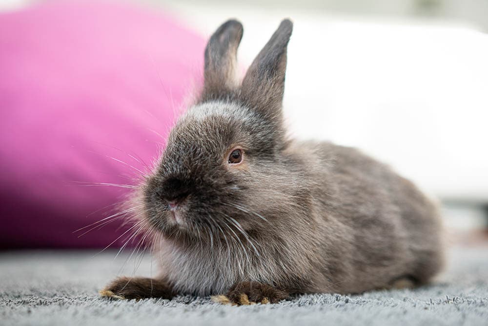 grey rabbit on the carpet